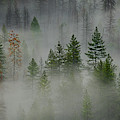 Trees in Yosemite II