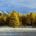 Trees in Flagstaff